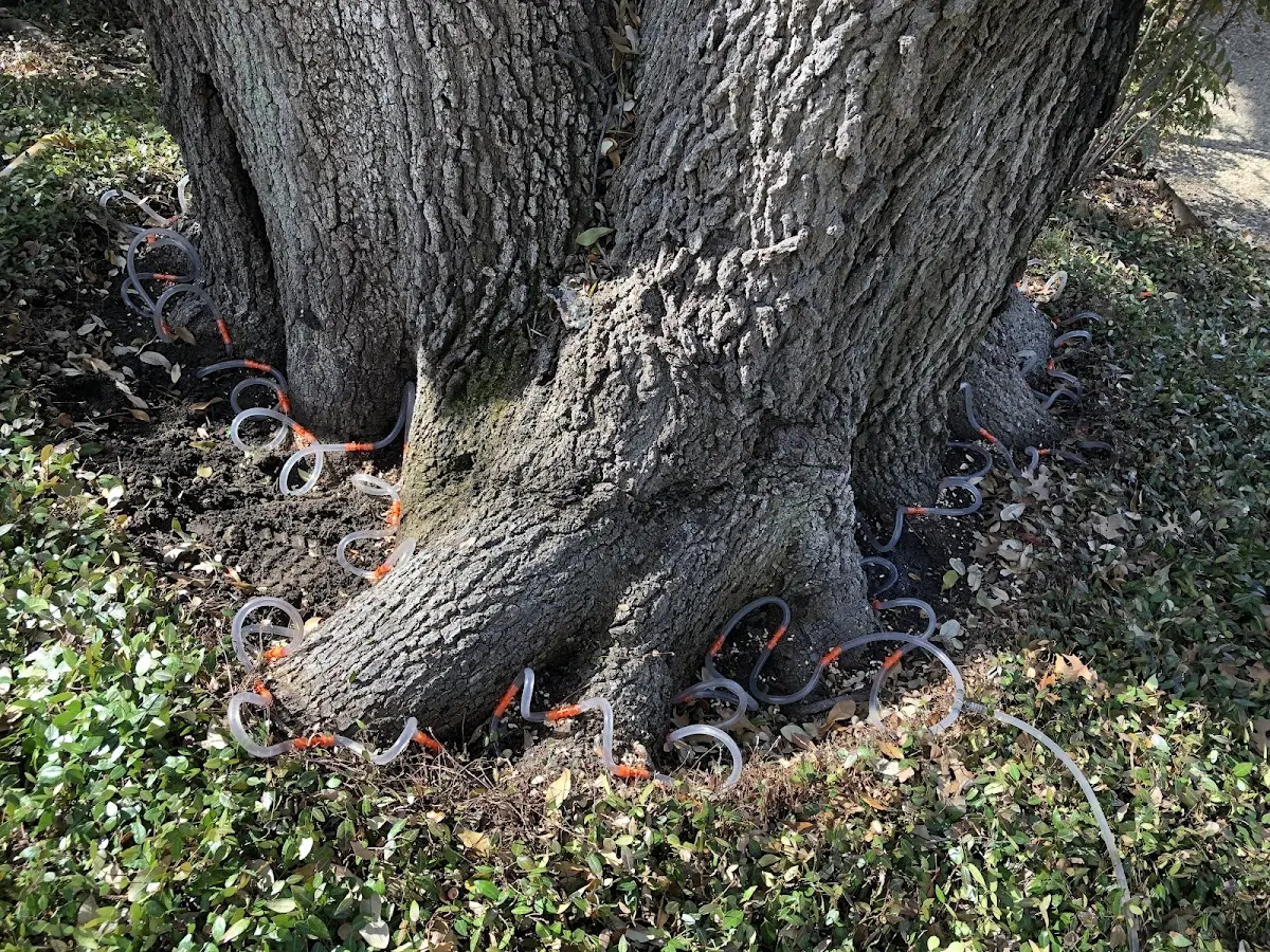 Detailed Shrub and Hedge Trimming job site in Forsyth