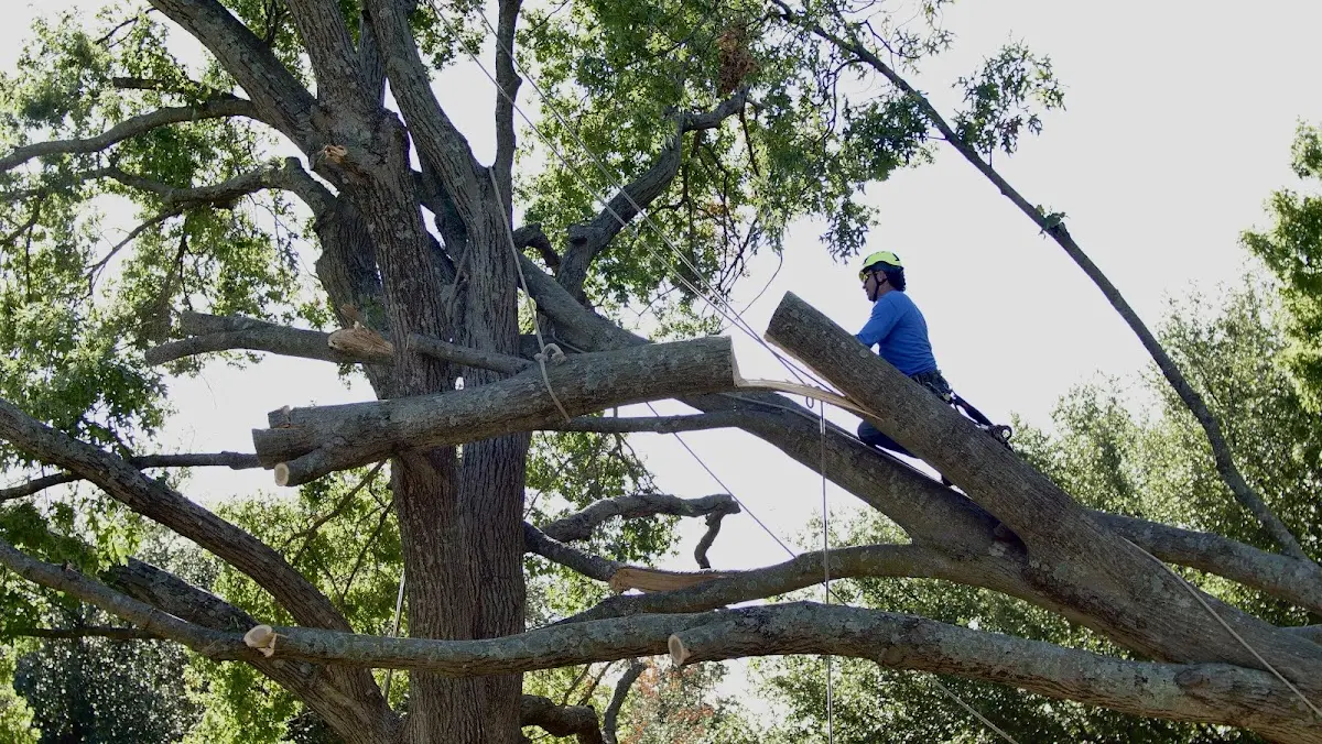Professional Crown Thinning performed by certified arborists in Forsyth